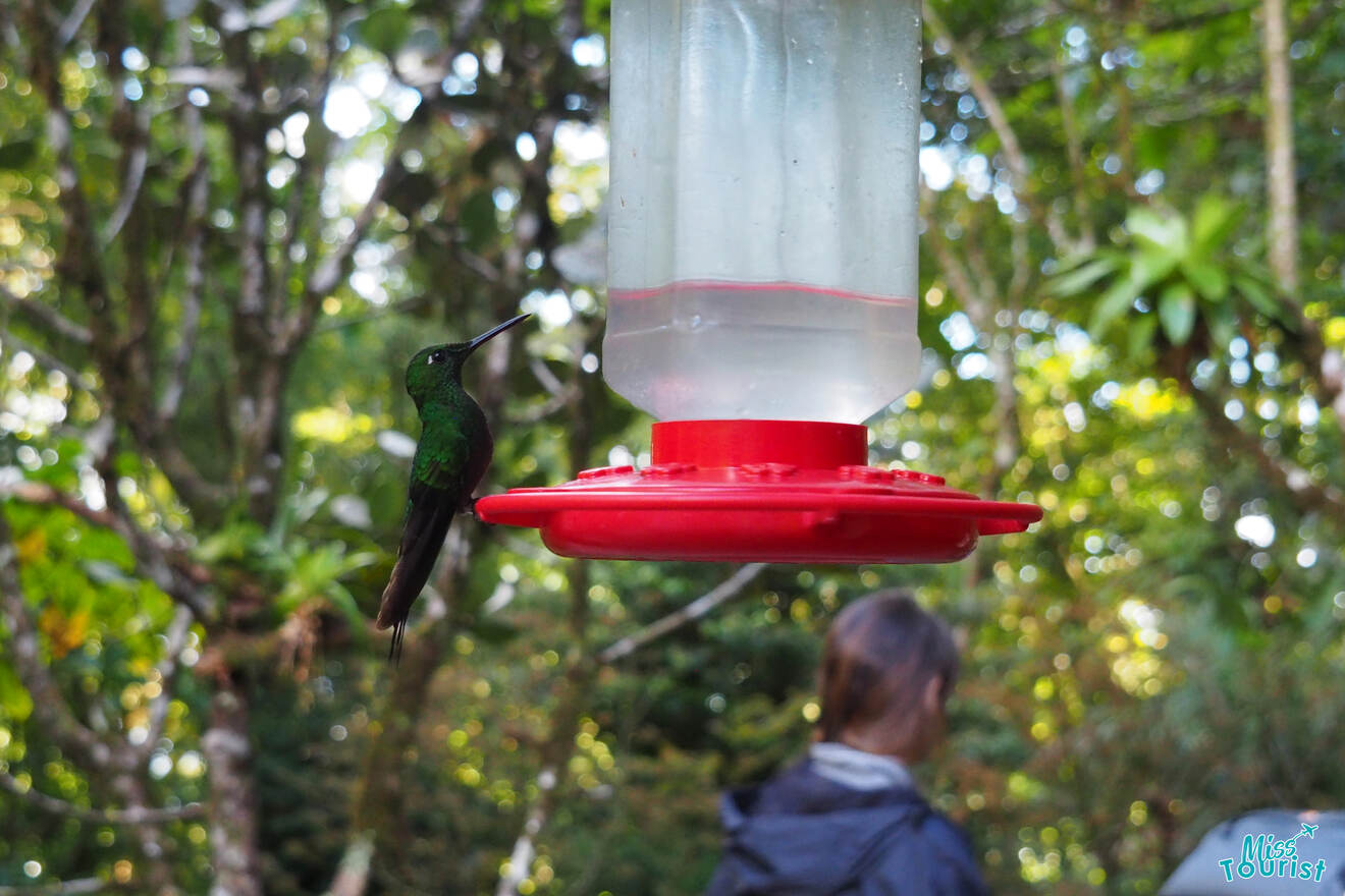 3 unique birds animals Costa Rica