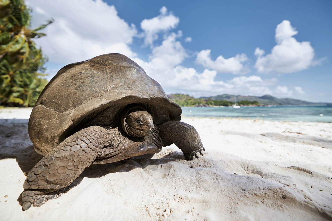 A close-up of a giant tortoise on a sandy beach with the ocean and distant hills in the background.