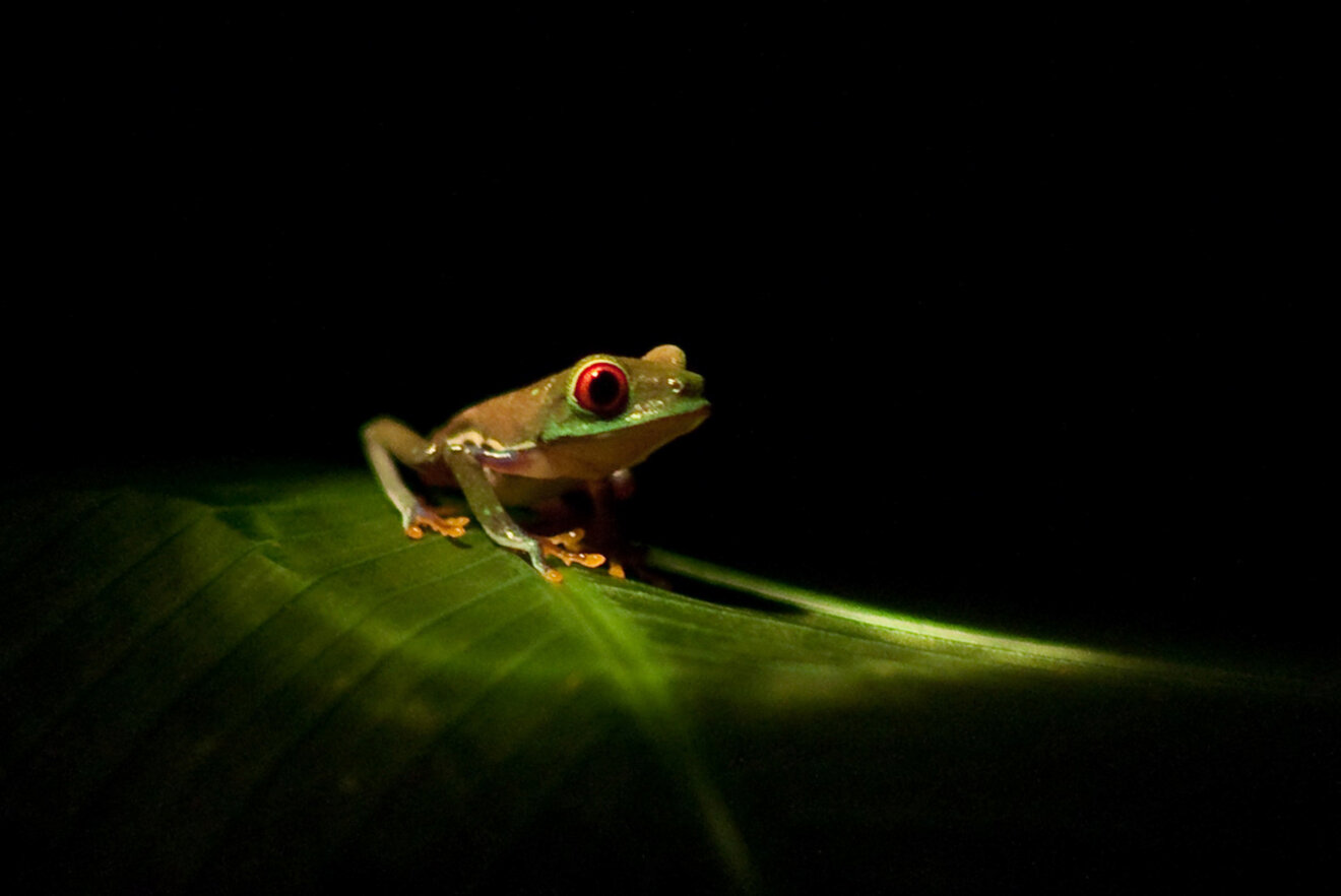 6.2 Frog Pond in Santa Elena