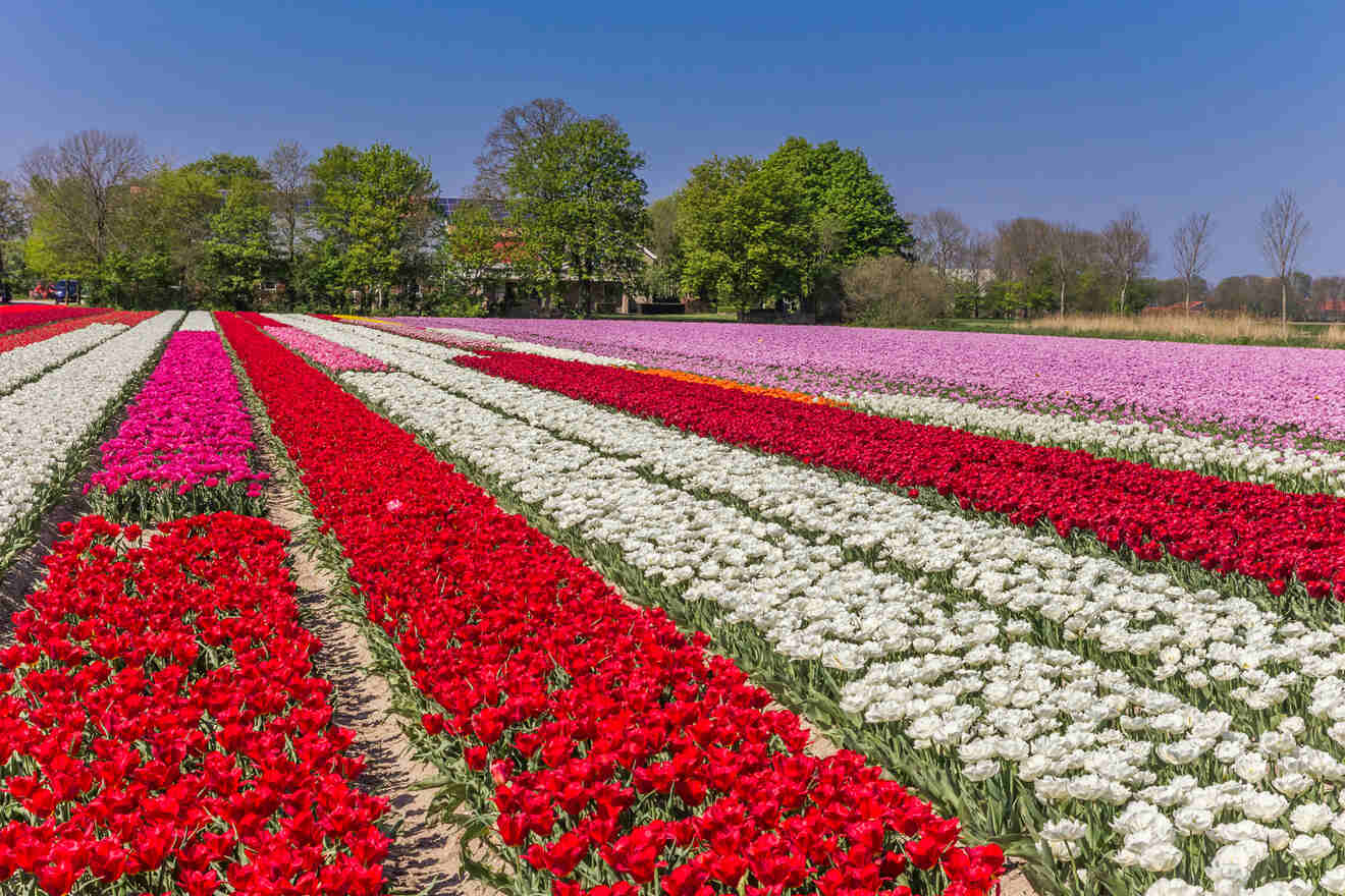 7 Tulips in Bollenstreek