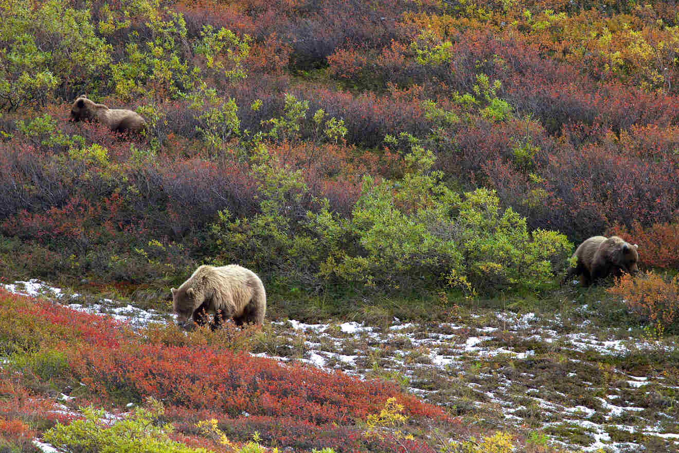 Three bears roam in a colorful autumn landscape with patches of green, red, and brown foliage.