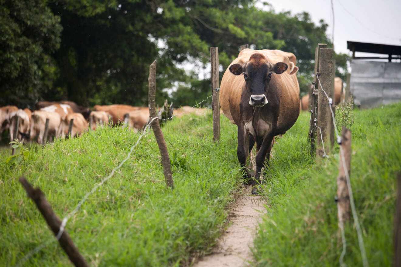 9 Cheese Factory in Costa Rica