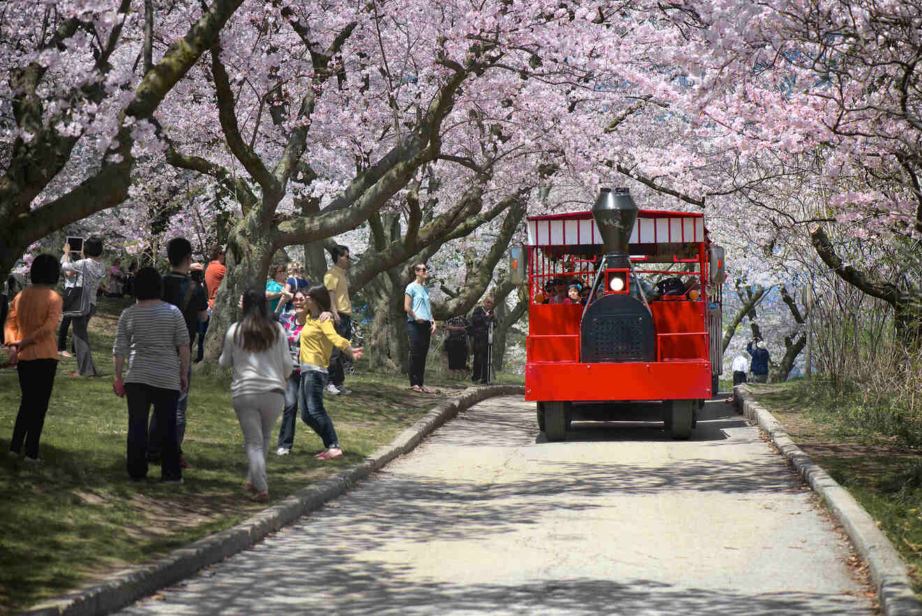 9.3 Cherry Blossoms in High Park