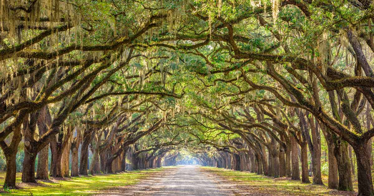 Savannah vs Charleston: Which City to is Right for YOU?
