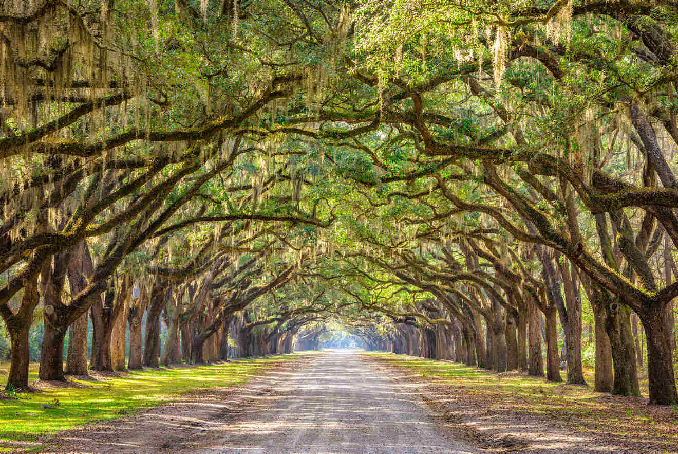 Savannah vs. Charleston