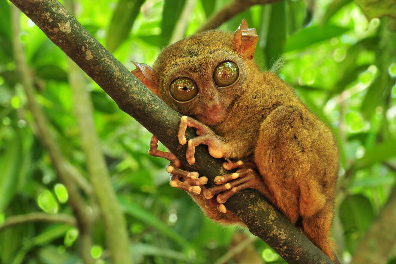 1 Visit the Tarsier Sanctuary