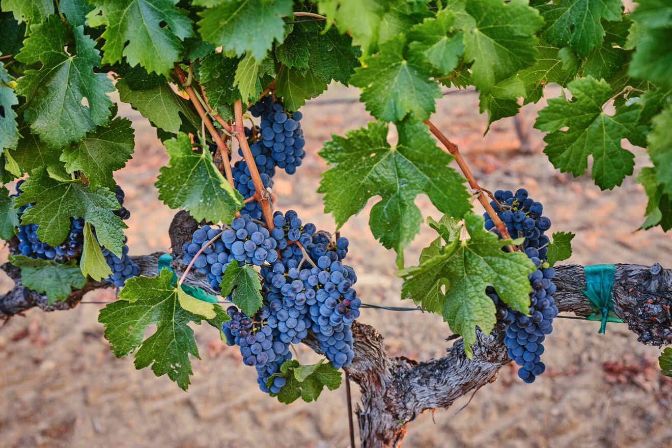 Close-up of grapevines with clusters of dark blue grapes.