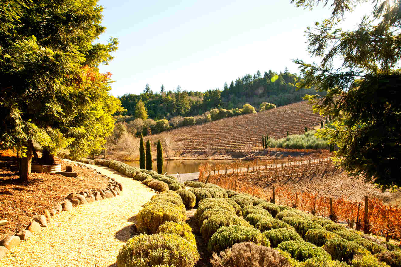 A vineyard with rows of grapevines and a pathway lined with shrubs.