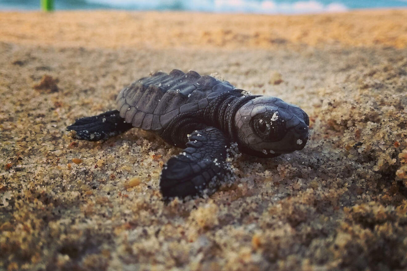 8 release baby turtles into the ocean