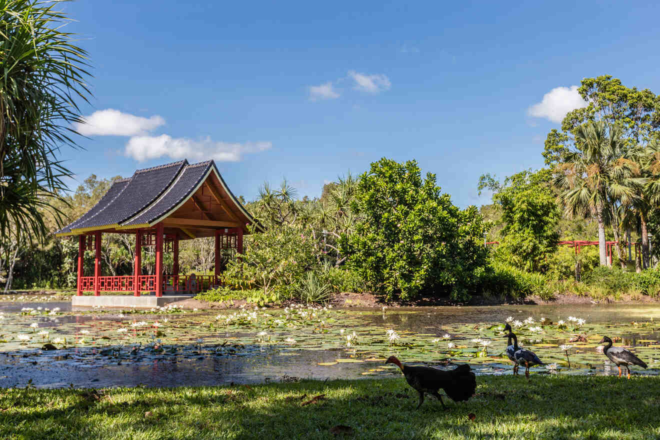 Traditional red pagoda in Cairns Botanic Gardens by a lily-covered pond in a lush green park, evoking a serene Asian-influenced garden atmosphere