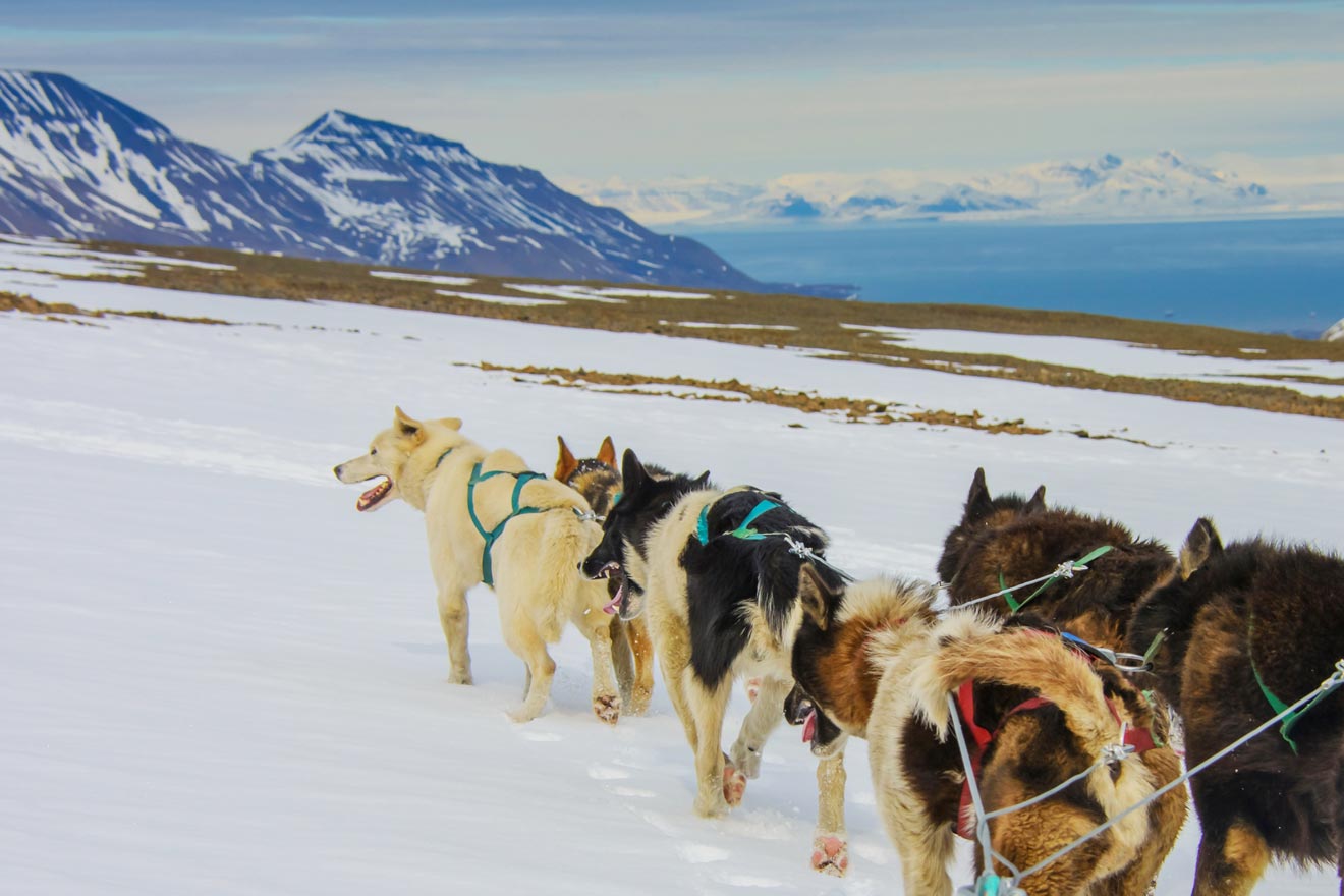 5 dog sledding while visiting Svalbard
