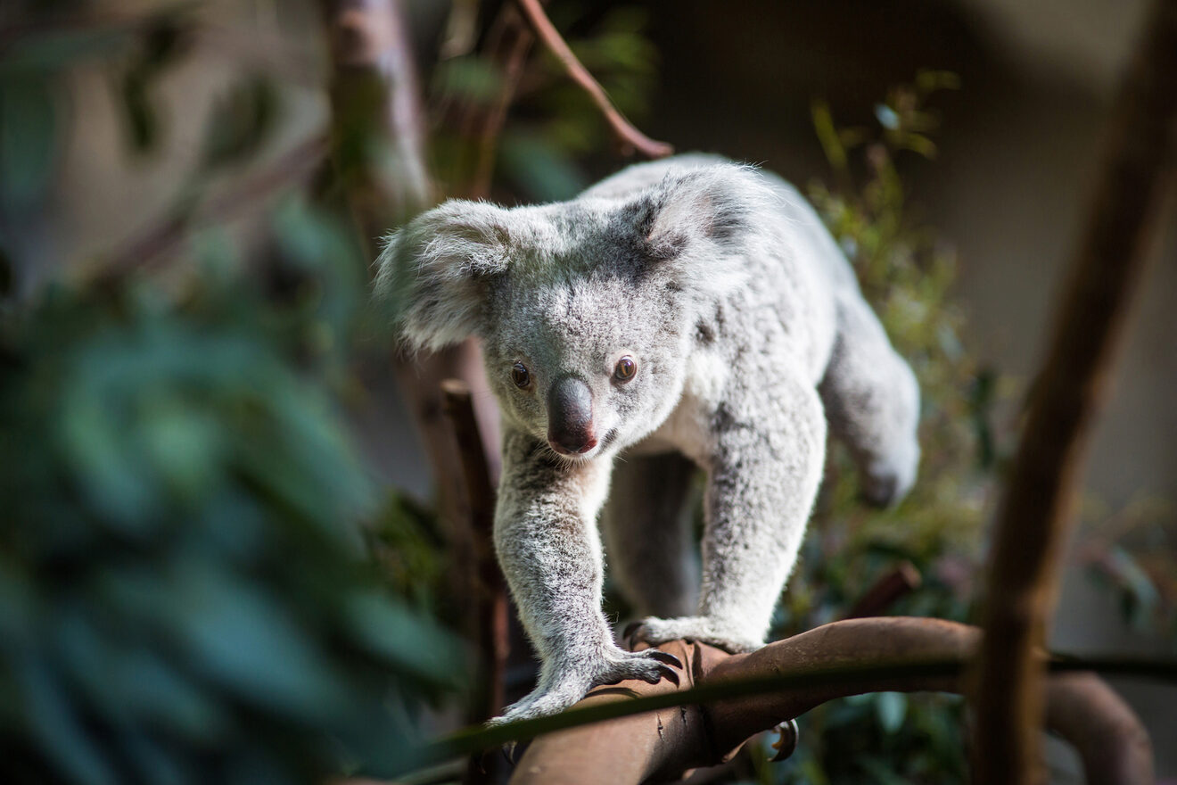 A curious koala clings to a branch, its silver fur and large, expressive eyes highlighting the unique wildlife native to Australia