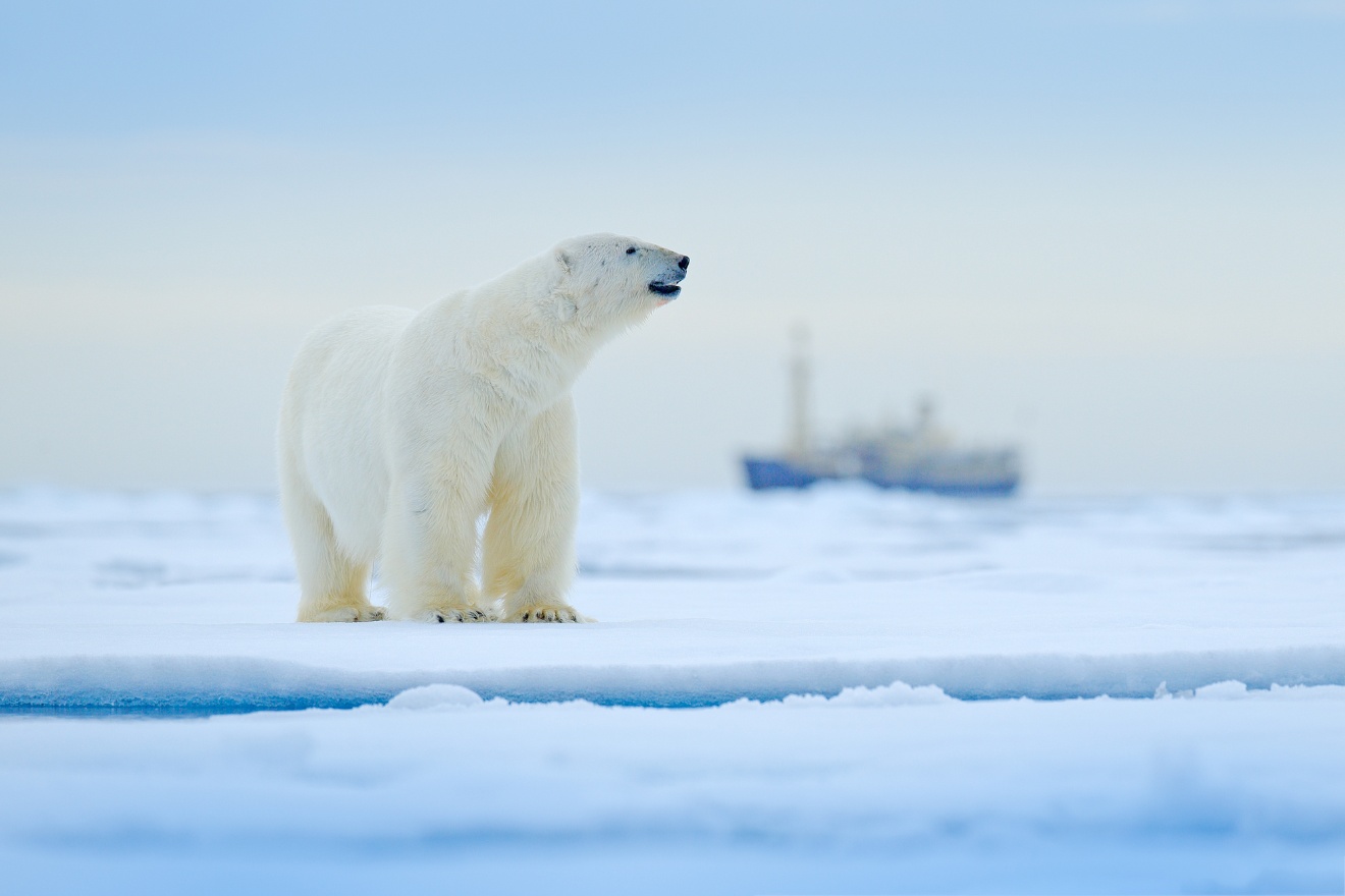 Polar bear tour in Svalbard Norway