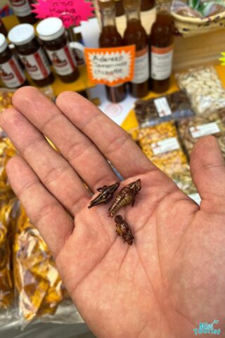 chapulines on a hand