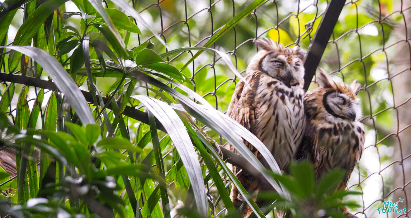 zoo ave san jose costa rica walking tour