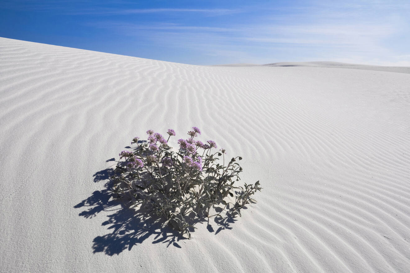 16 Incredible Hotels near White Sands National Park!