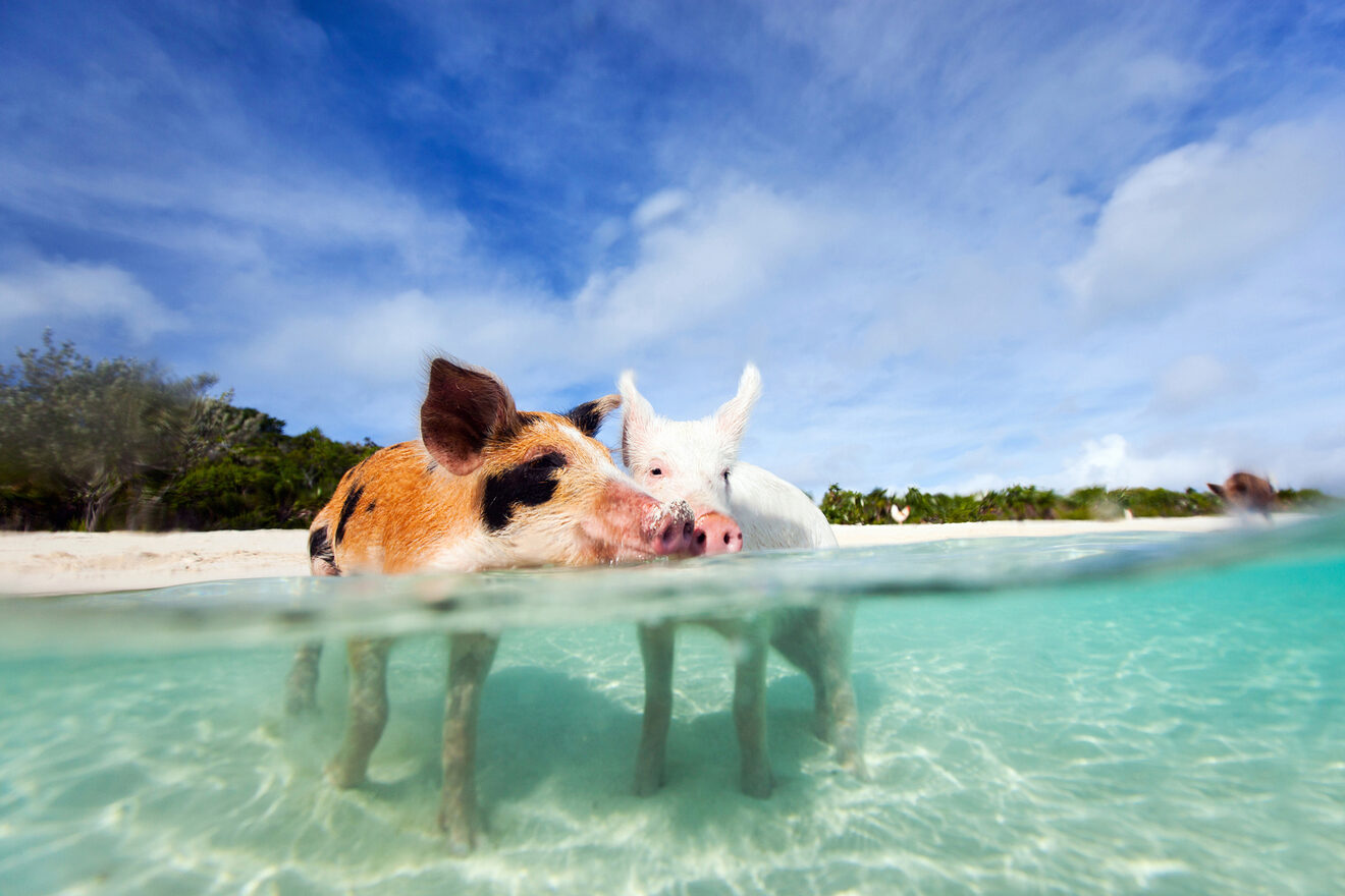 Two pigs standing in shallow, clear blue water near a sandy beach with greenery in the background under a partly cloudy sky.