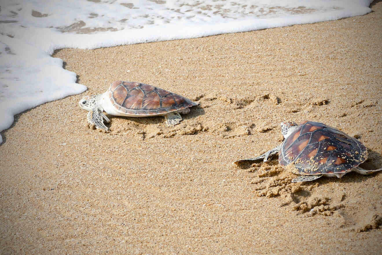 3.4 Release turtles in Playa Blanca Troncones