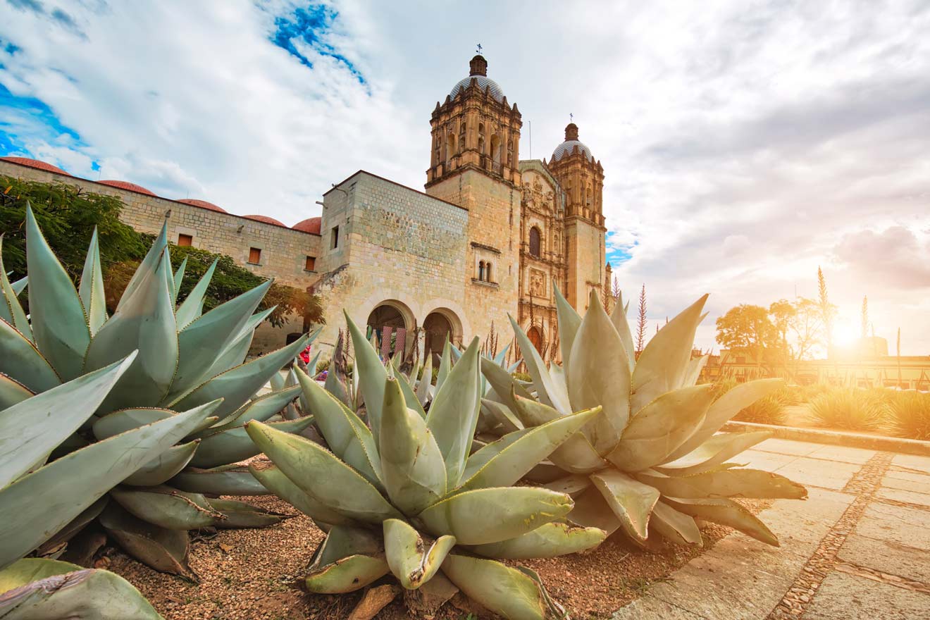 View of agave plants in front of a church at sunset