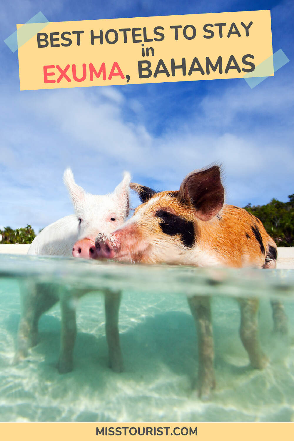 Two pigs standing in clear blue water with trees in the background. The text reads, "Best Hotels to Stay in Exuma, Bahamas.