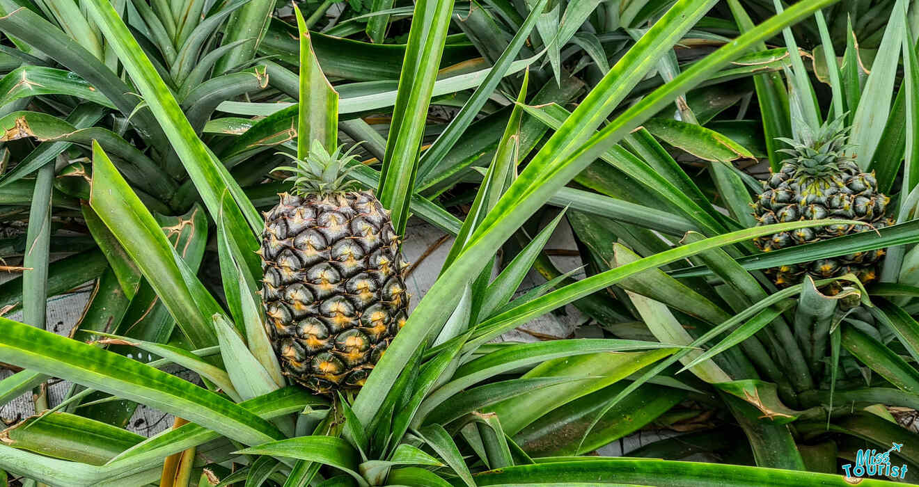 1.4 Azorean Pineapple Plantation