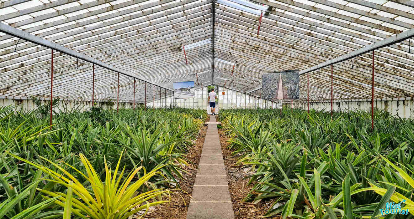 1.4 Explore Azorean Pineapple Plantation