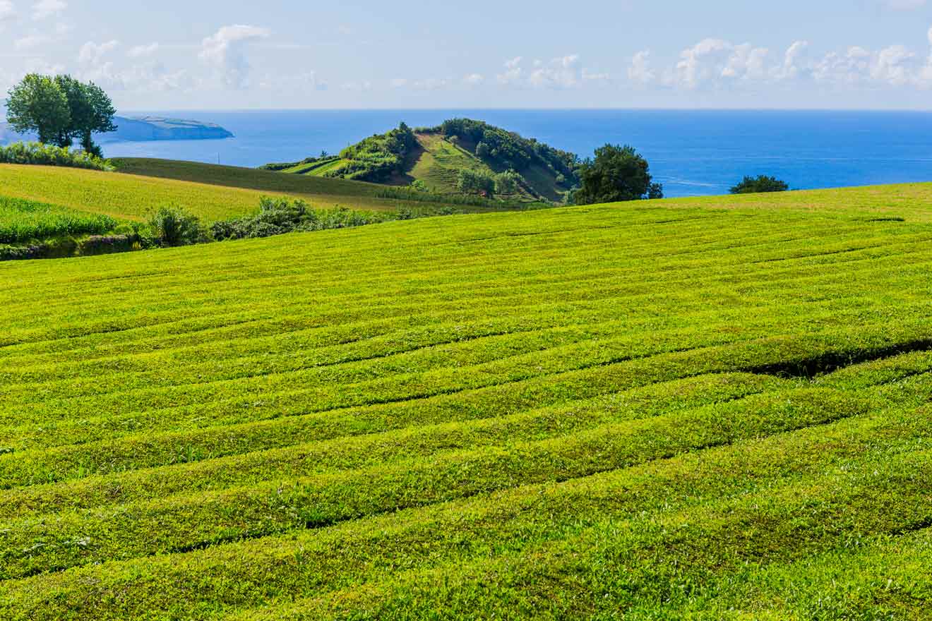 2.4 Visit the Cha Gorreana Tea plantation