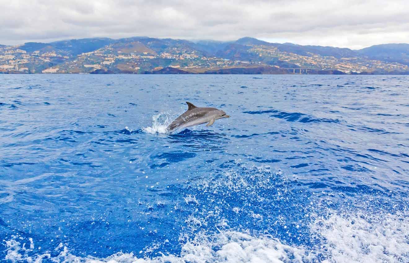 3 swim with dolphins Madeira