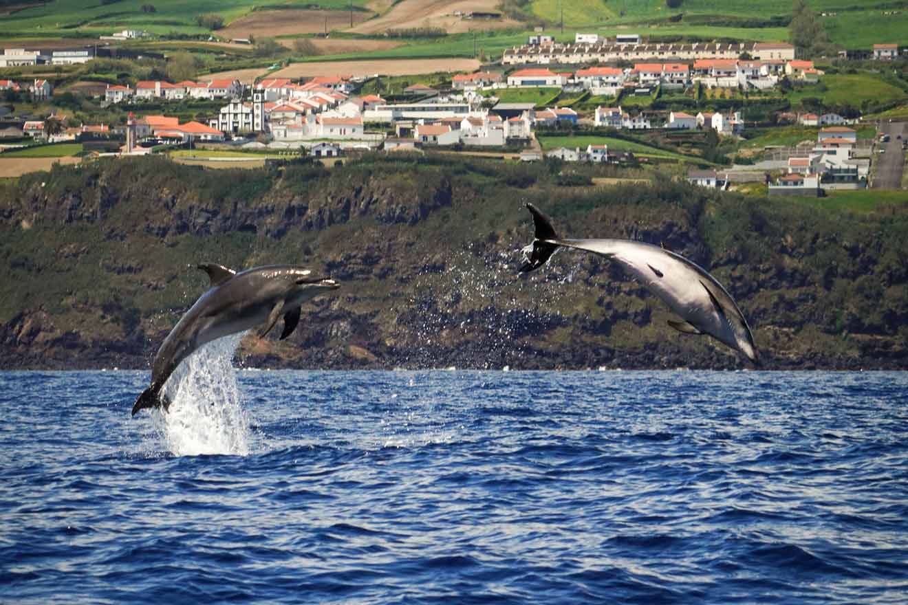 Best tours in Sao Miguel Whale watching tour