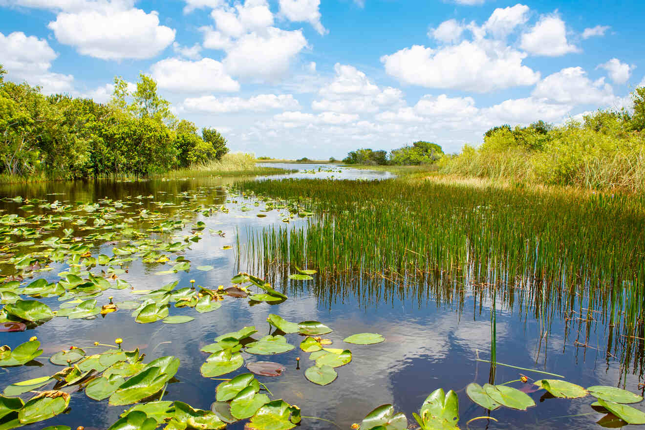 Everglades National Park  - wetland landscape with green lily pads and tall grasses in calm water under a blue sky with scattered clouds. Trees and shrubs line the horizon.