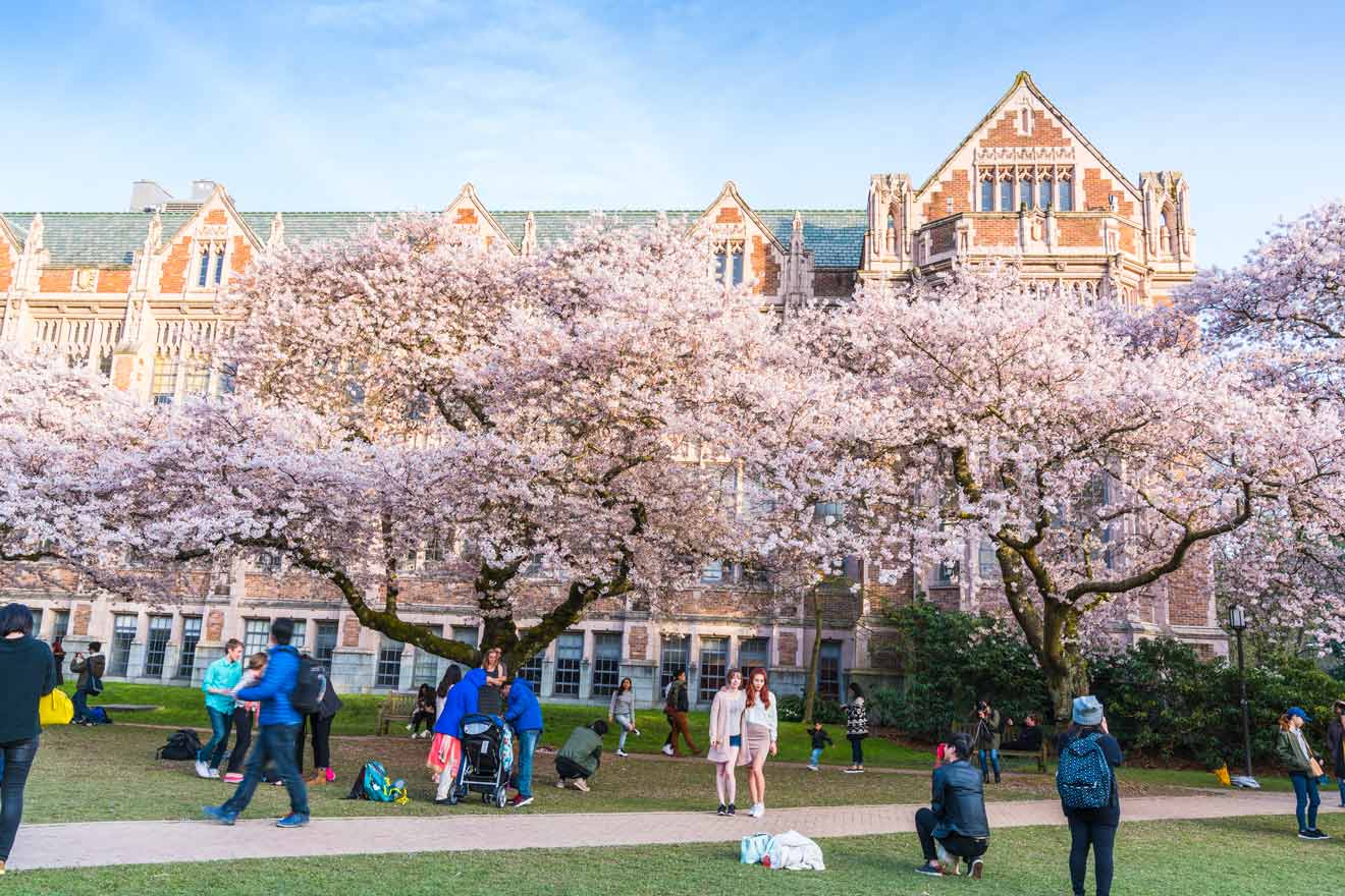 University of Washington campus in Seattle, with cherry blossoms in full bloom framing the historic architecture, bustling with student activity