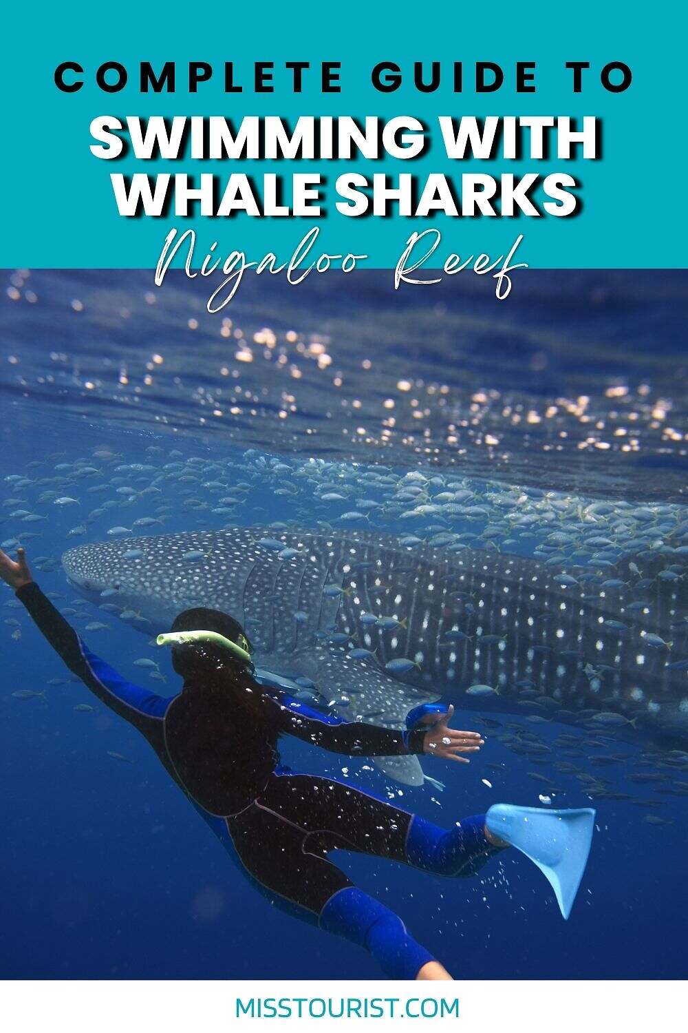 swimming with whale sharks in nigaloo reef pin 1