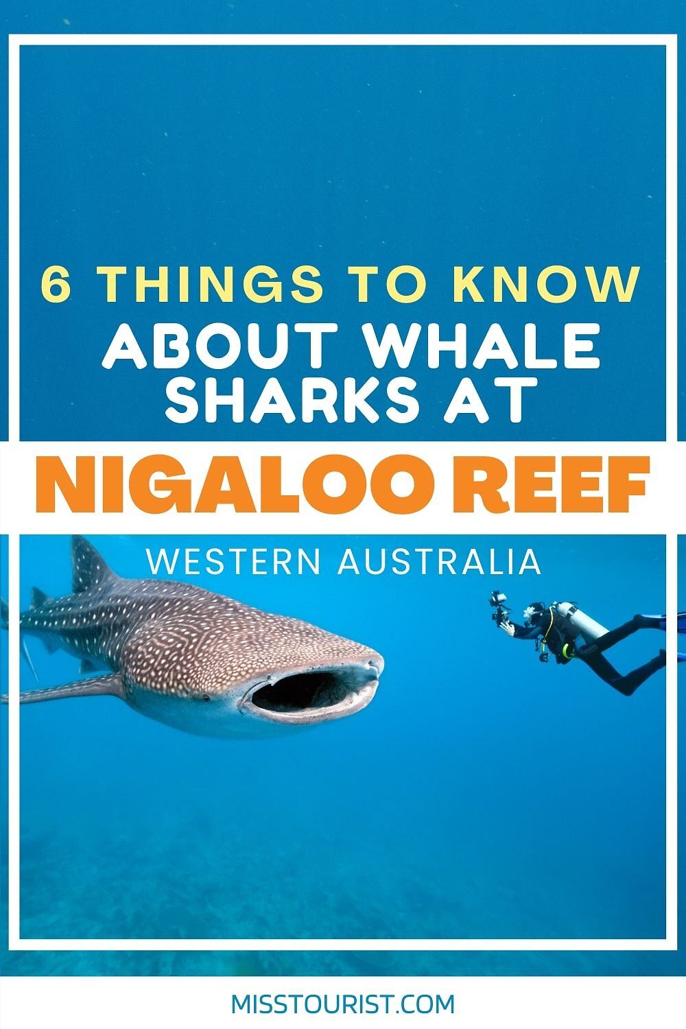 swimming with whale sharks in nigaloo reef pin 2