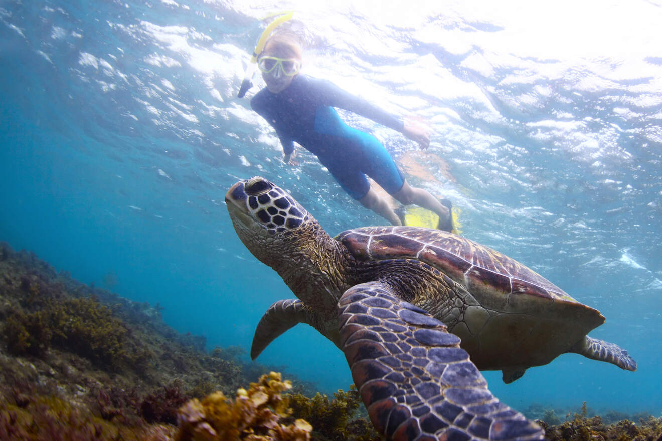 A person swimming with a turtle