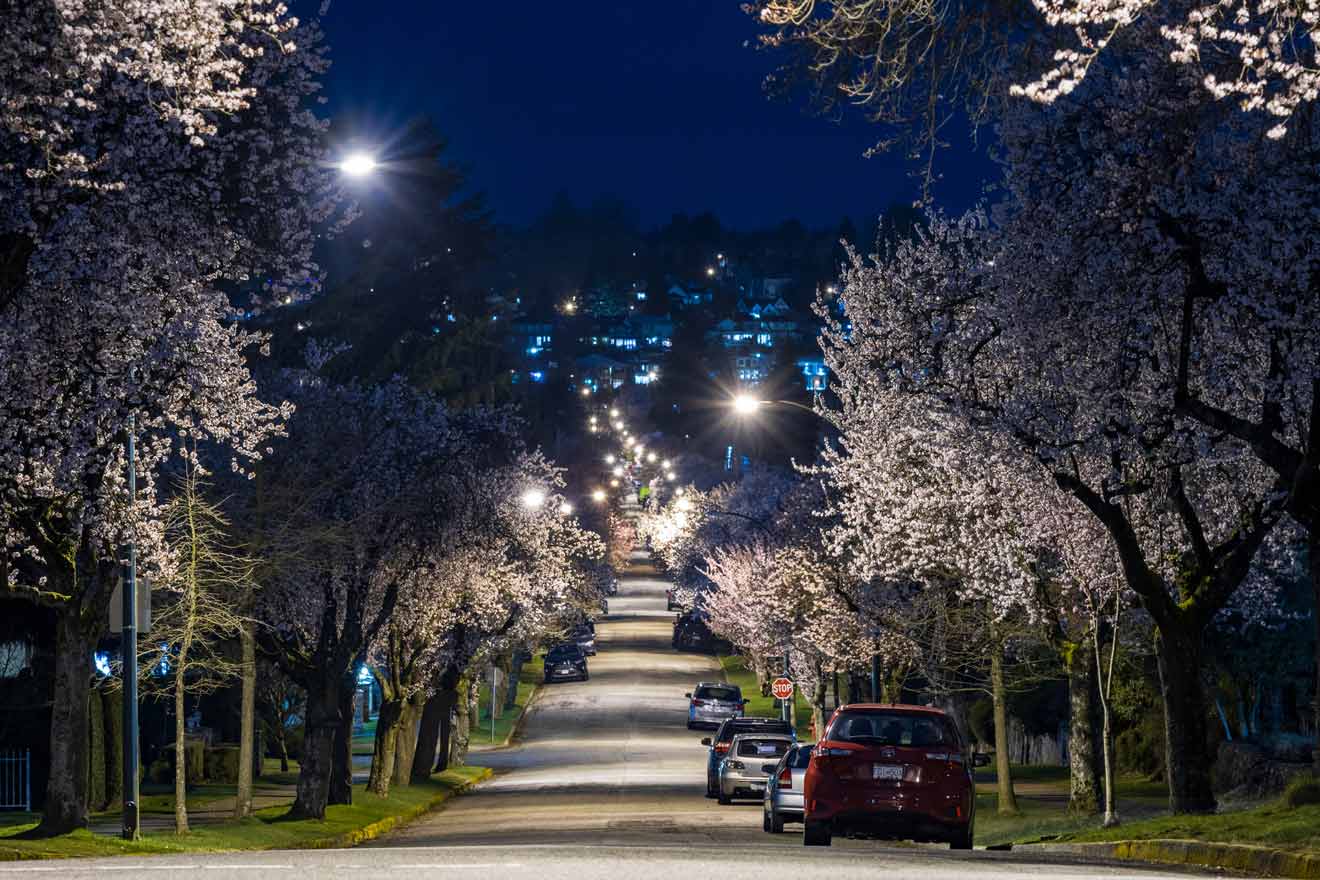 Night view of a street in Vancouver lined with blossoming cherry trees and streetlights illuminating the way.