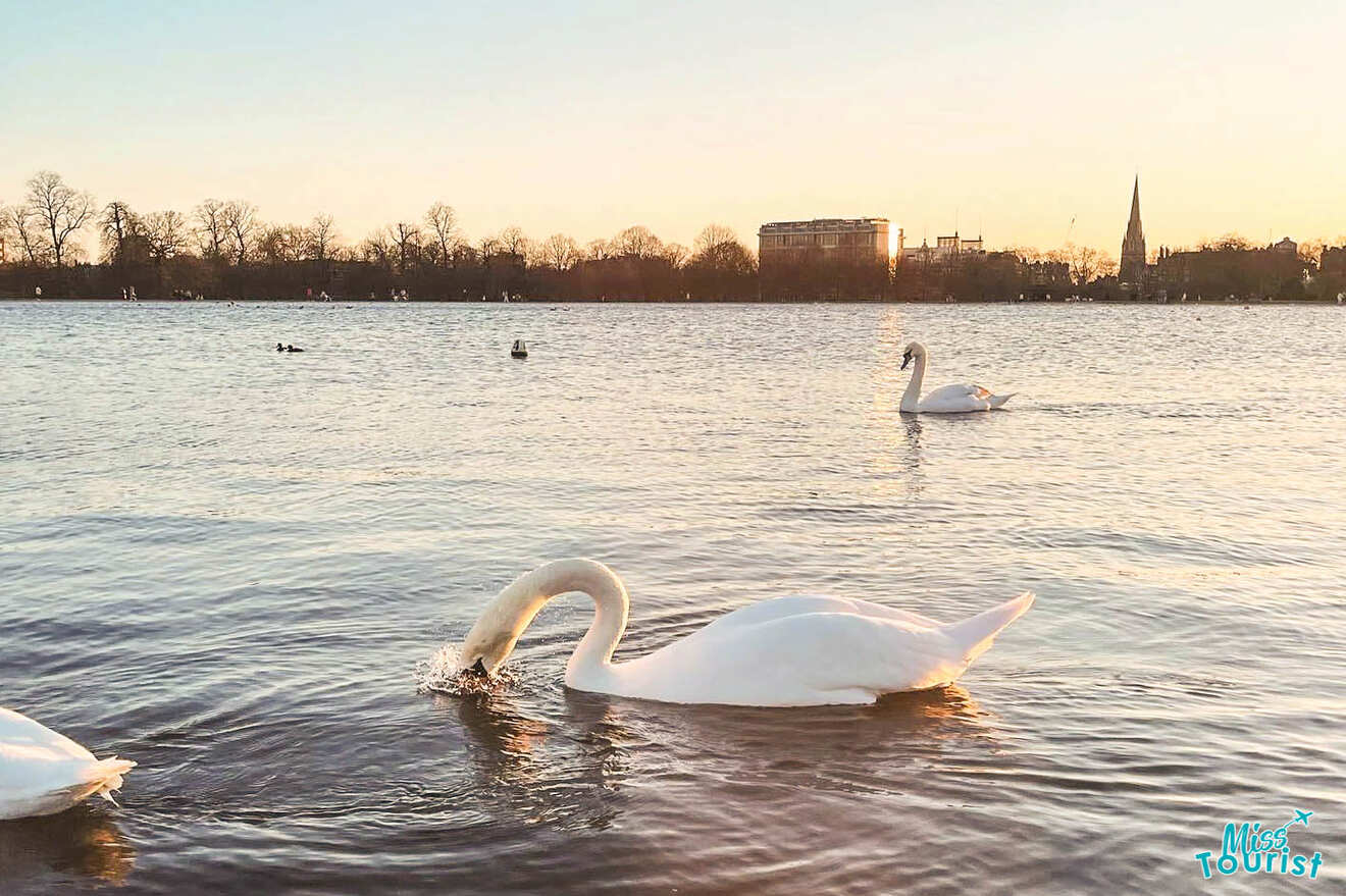 Swans swimming on a lake at sunset with trees, a building, and a spire in the background. A swan dips its head into the water in the foreground.