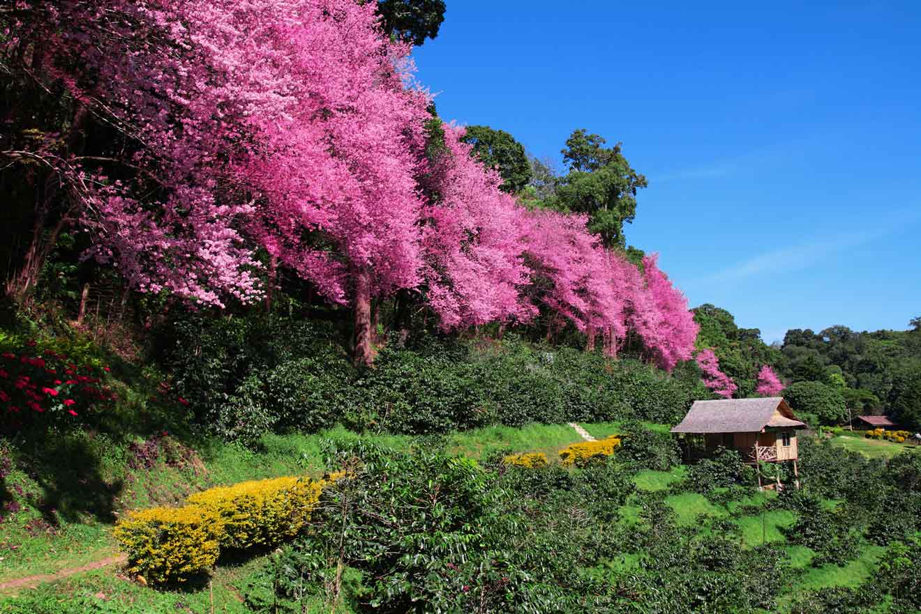 Lush hillside in Chiang Mai blooming with vibrant pink cherry blossoms, complemented by patches of yellow and green foliage, with a quaint wooden hut nestled amongst the vivid colors under a clear blue sky.