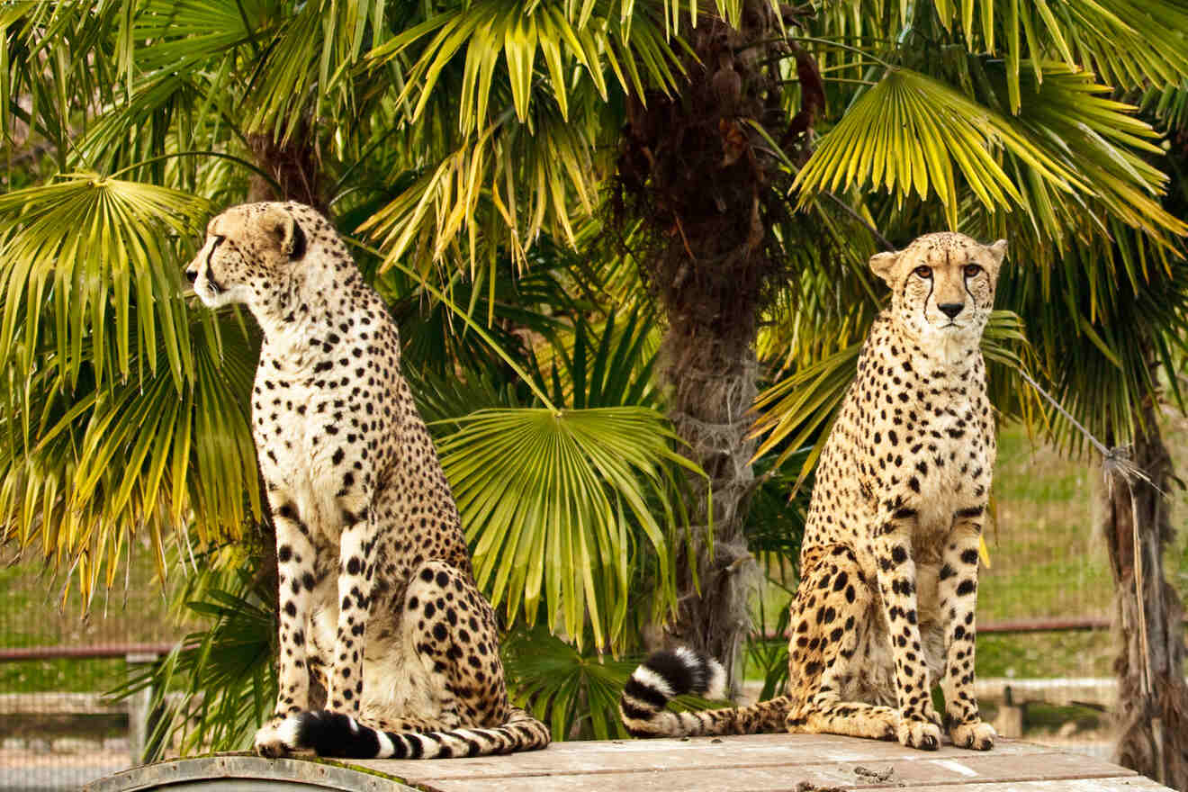3.4 Early Morning Cheetah Experience Cart Tour