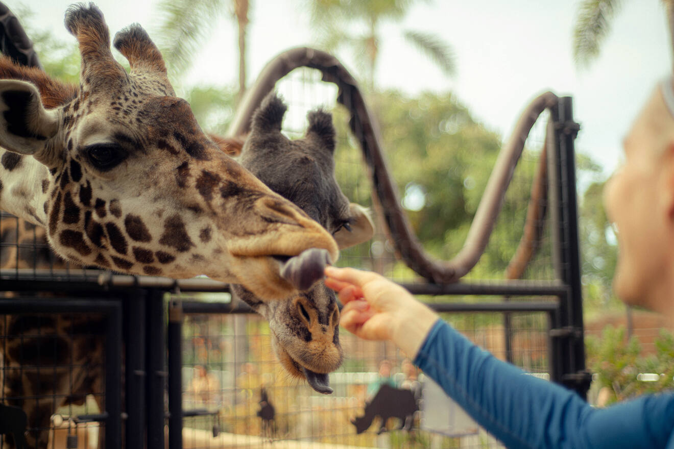 a person feeding a giraffe