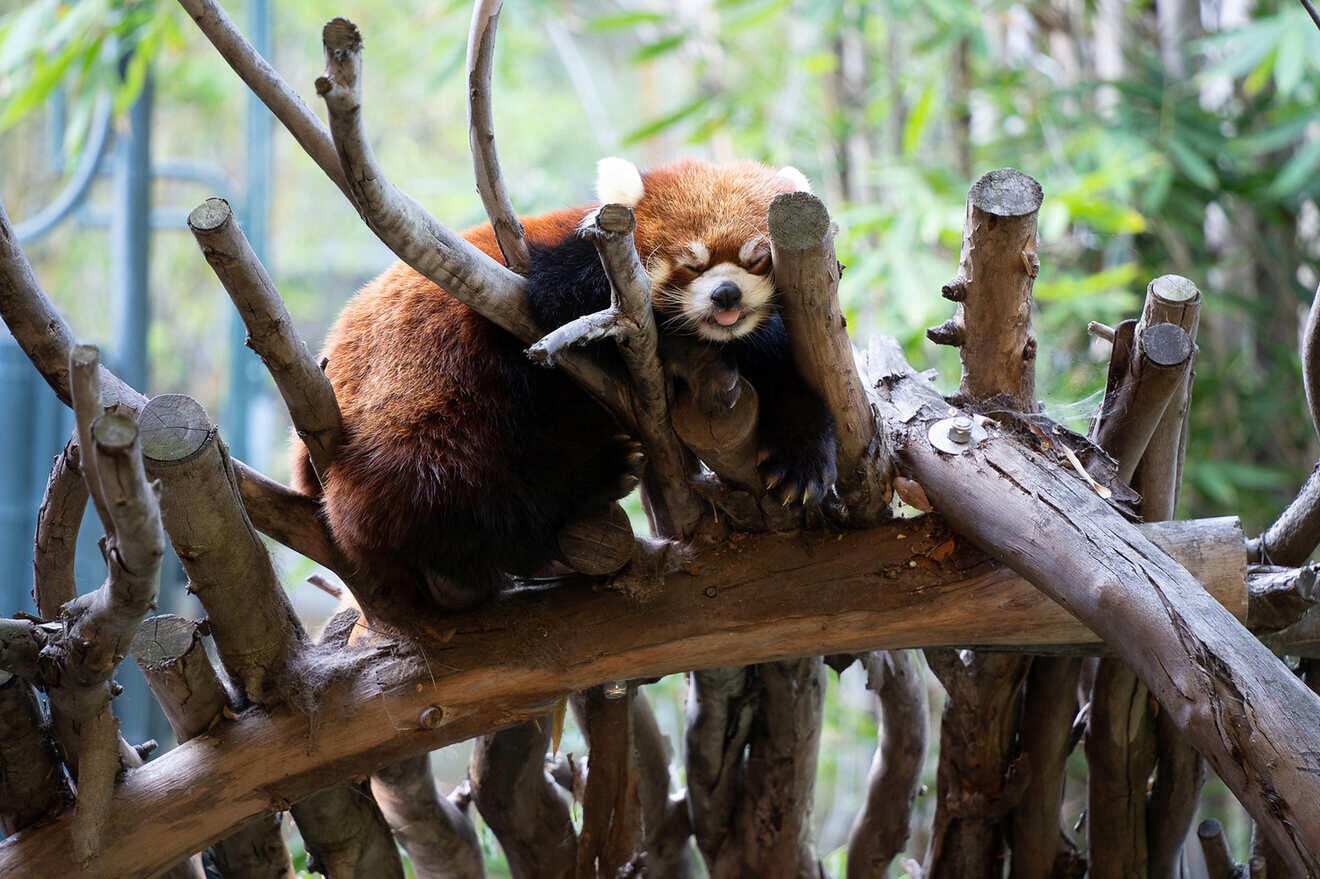 Important things to know about San Diego Zoo