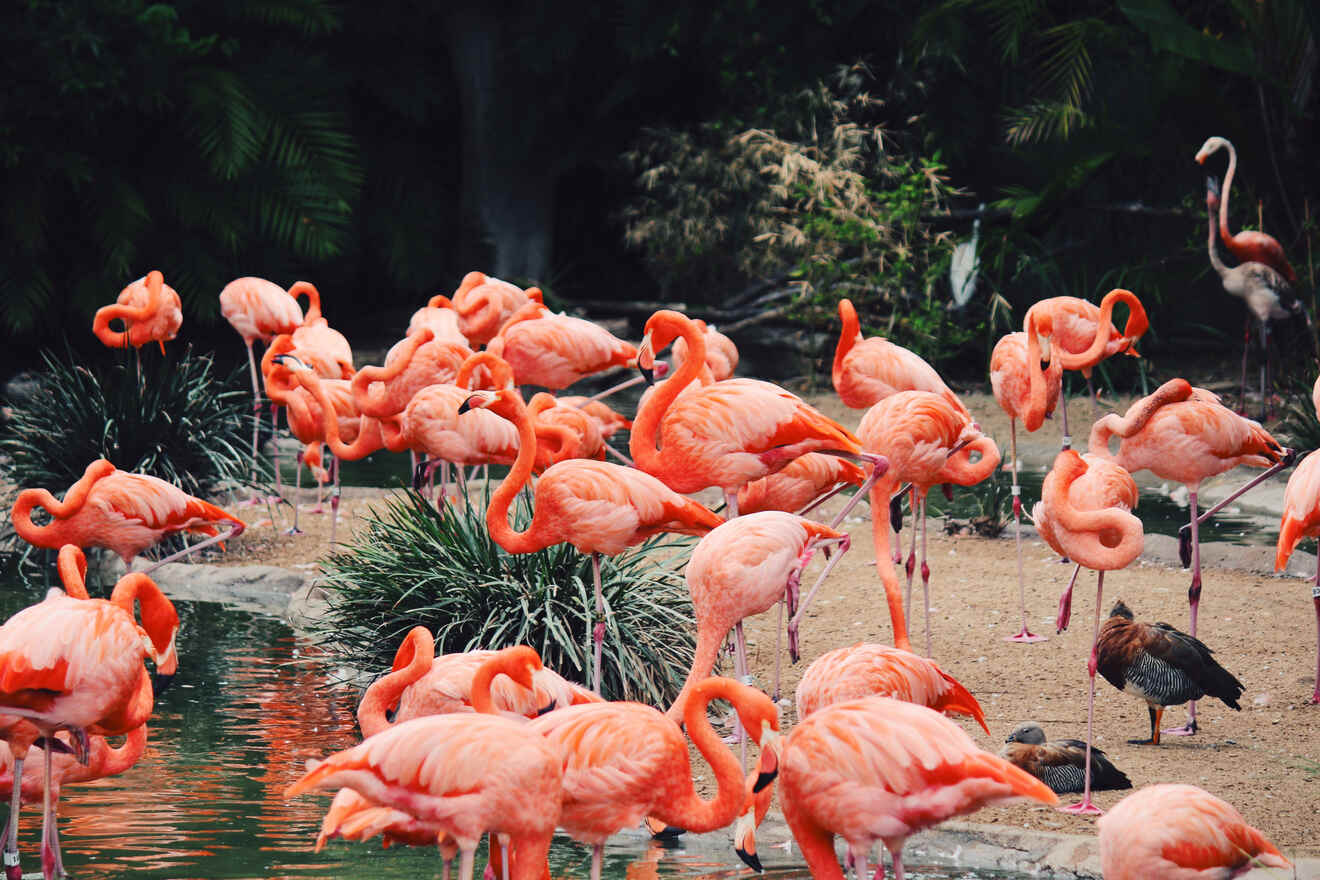 best day to go to San Diego Zoo