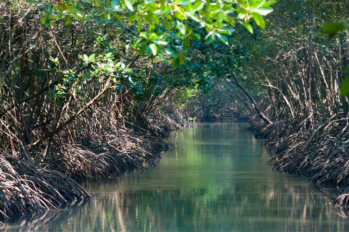 view of a mangrove lagoon