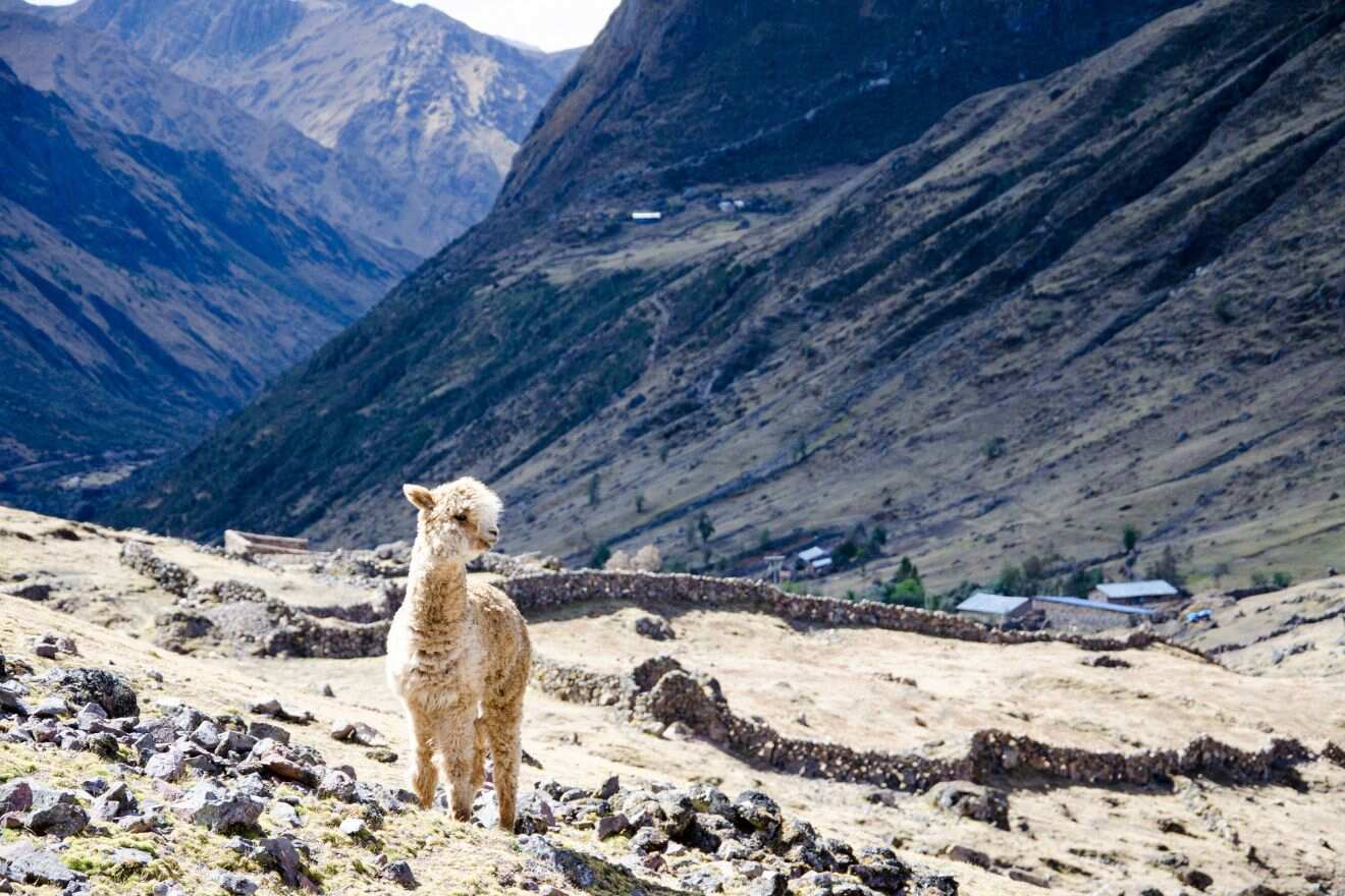 3.3 Lares trek to Machu Picchu