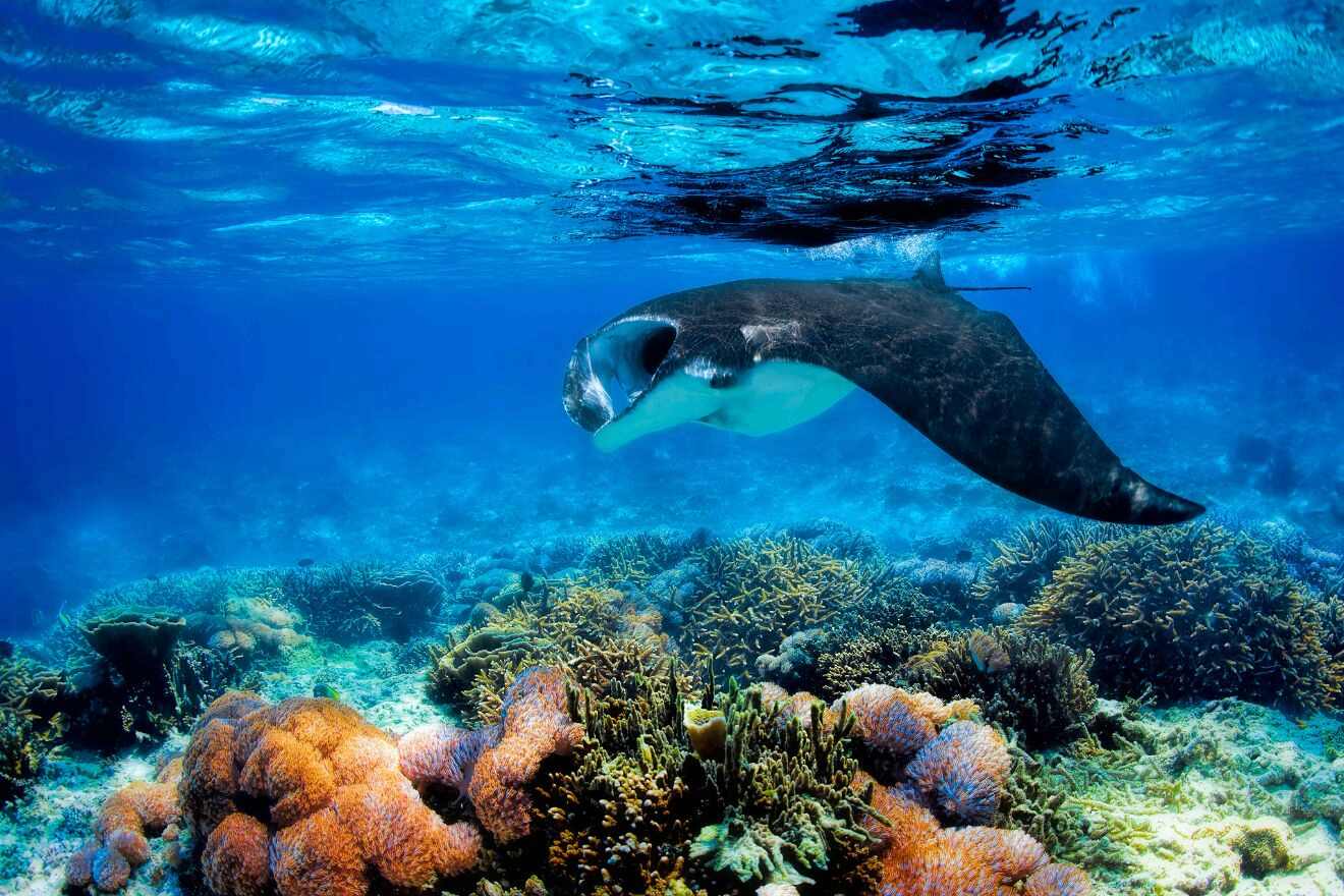 7 Snorkel with manta rays on Bali
