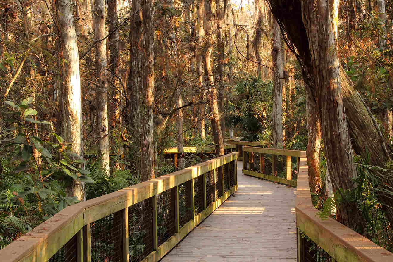 1 Spring Hammock Preserve