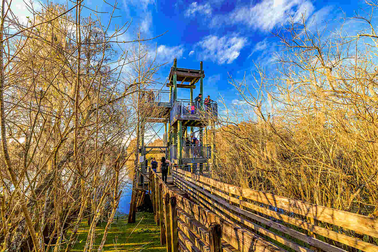 10 Lettuce Lake Conservation Park cool trail near Tampa