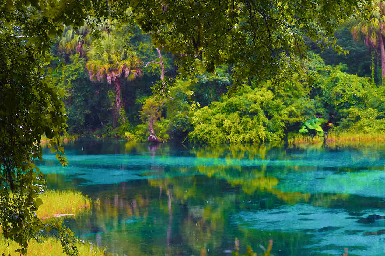 blu water and trees of Rainbow Springs State Park