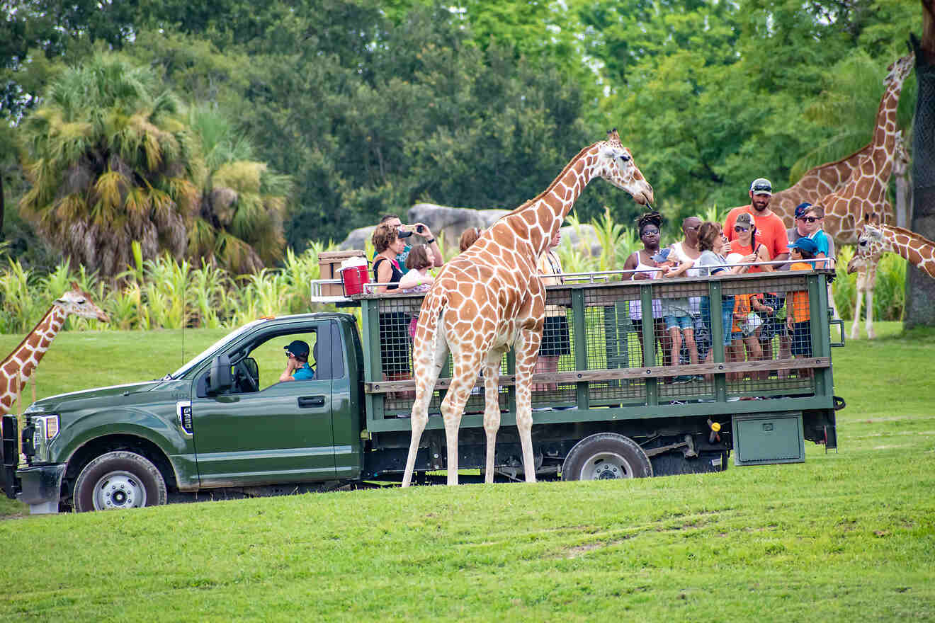 13 Florida Wildlife Park Giraffe Farm