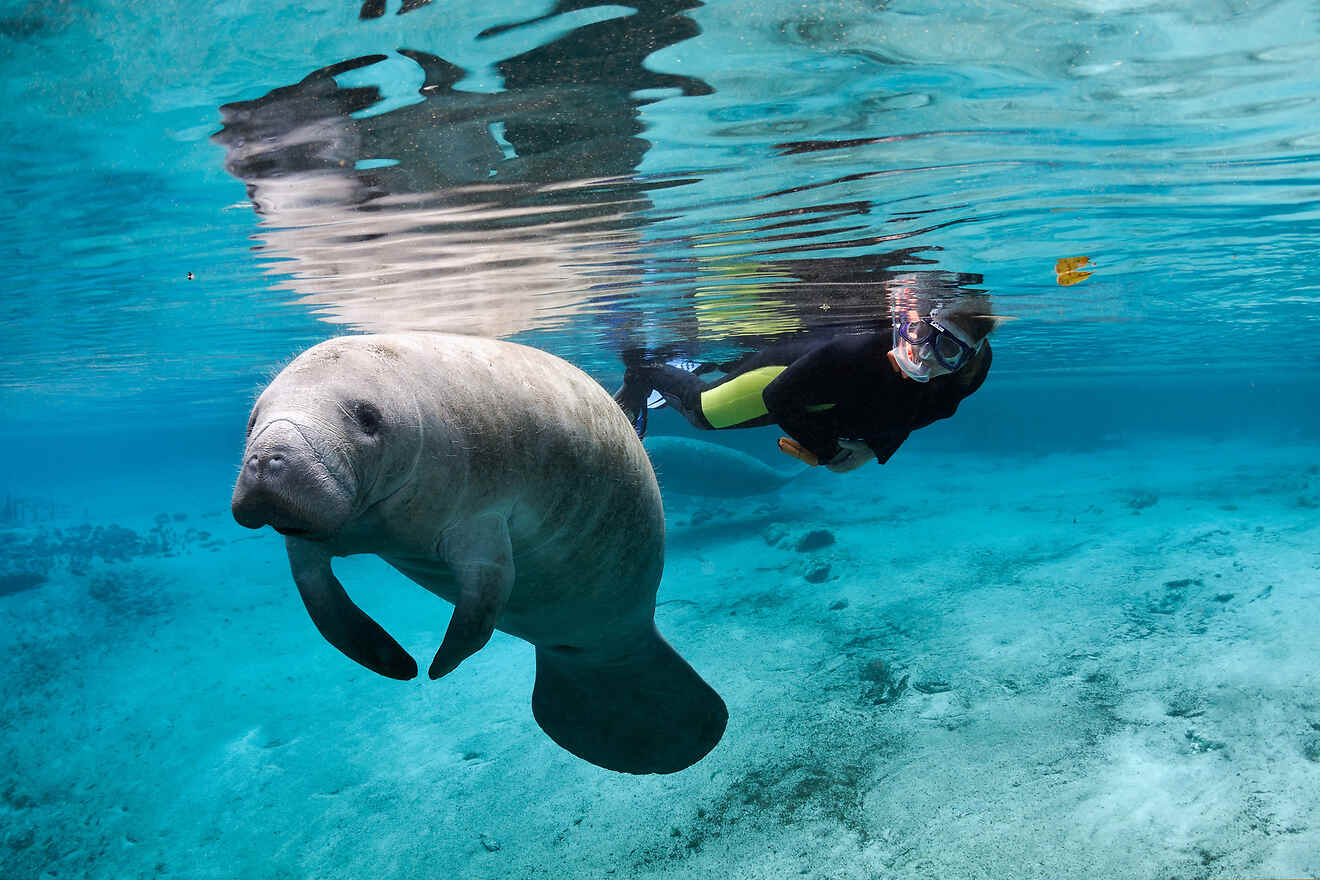 person swimming with a manatee