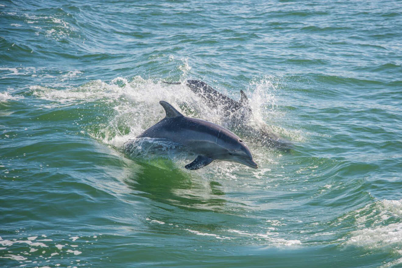 18 dolphins in Madeira Beach